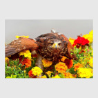 Необыкновенные птицы