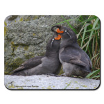 Большие конюги