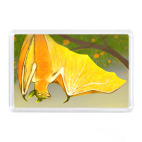 Апельсиновый крылан