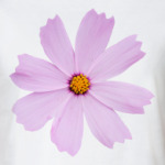 Цветок космеи