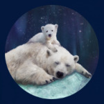 Полярные белые медведи