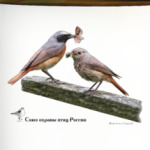 Обыкновенные горихвостки