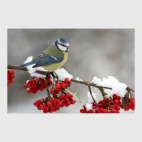 Постер 20 х 30 см Необыкновенные птицы