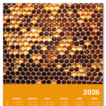 Соты с медом