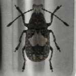 Жук ложнослоник