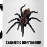 Intermedius