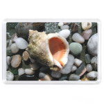 Морская раковина