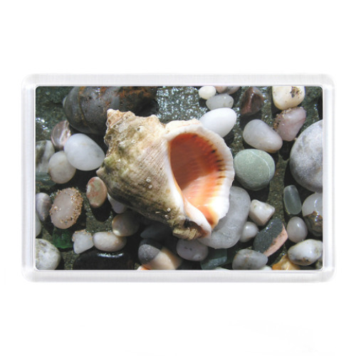 Магнит с принтом Морская раковина