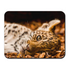 Большая кошка