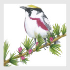 Серия: птицы