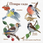 Птицы сада