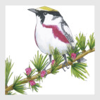 Постер 50 х 50 см Серия: птицы