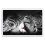 Котенок лапа