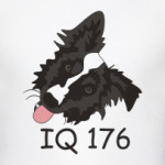 Бордер колли