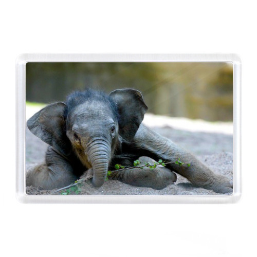 Магнит с принтом Слоник