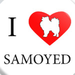 I love Samoyed