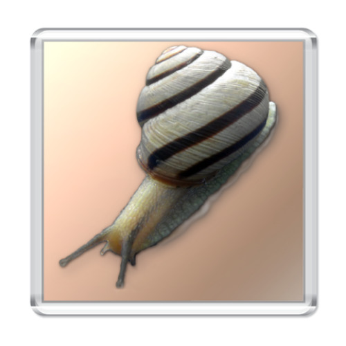 Магнит с принтом   ``Улитка``