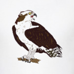 Скопа - птица 2018 года