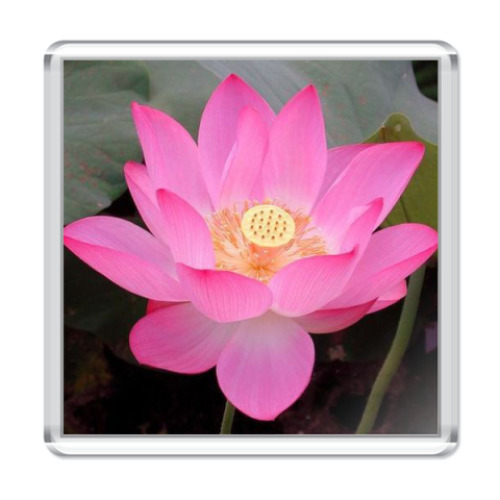 Магнит  'Розовый лотос'