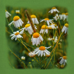 Ромашковый сюжет