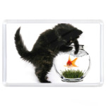 Котенок с рыбкой