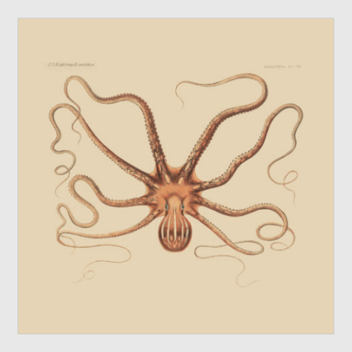 Постер Осьминог