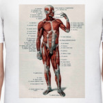 Мышечная система человека