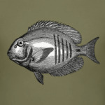 Гравированная рыба