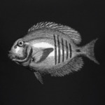 Гравированная рыба