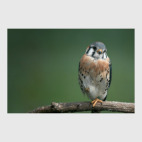 Необыкновенные птицы