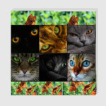 Коты смотрят