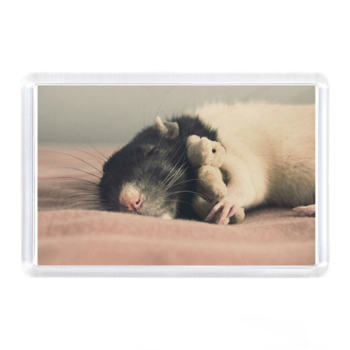 Магнит Rats Крысы Крыски