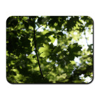  Кленовый лес