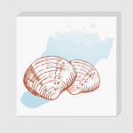 морские раковины