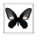 Магнит 6.5 x 6.5 см бабочка