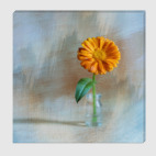 Цветок календулы