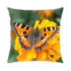 Бабочка на цветке