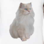 Snow White Cat