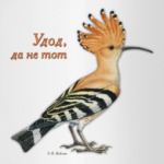 Удод, да не тот