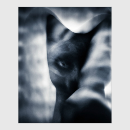 Постер с принтом Black cat