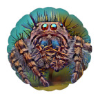 Сердитый паук