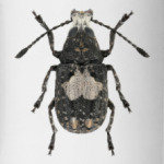 Жук ложнослоник