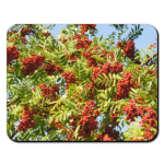 Кисти рябины