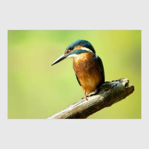 Постер с принтом Необыкновенные птицы