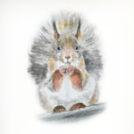 Белочка!