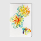 счастливая бегония