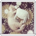 Котенок с овечкой