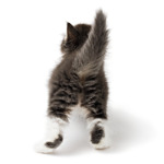 Котенок. Вид сзади