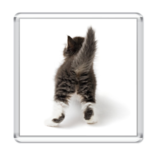 Магнит с принтом Котенок. Вид сзади