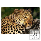 Мечтательный леопард